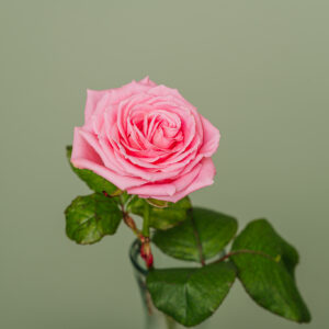 Vaaleanpunainen ruusu