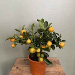Citrus